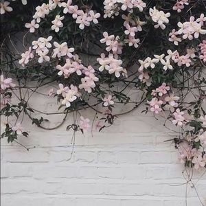 Meet your Posher, Ally